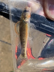 Autumn Darter photo 2