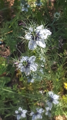 Nigella damascena