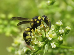 Parodontodynerus ephippium