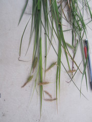 Carex paleacea