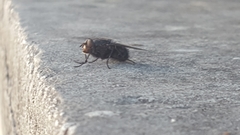 Calliphora
