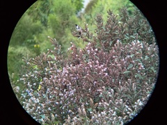 Strobilanthes kunthiana
