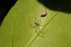 Meotipa spiniventris