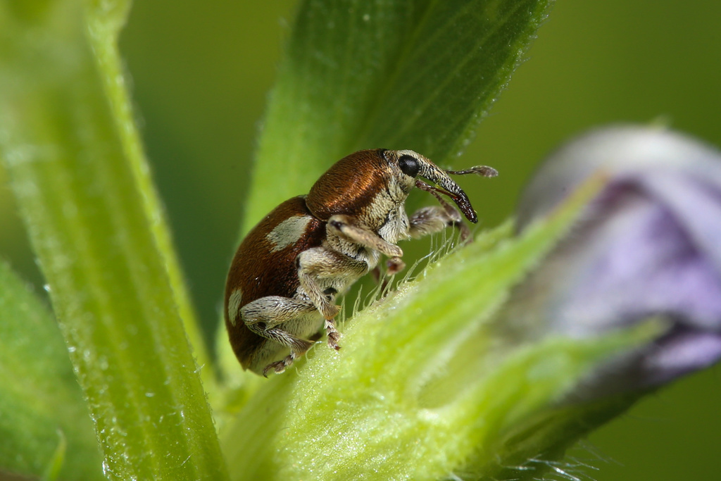 Tychius quinquepunctatus