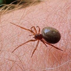 Steatoda bipunctata