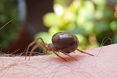 Steatoda bipunctata