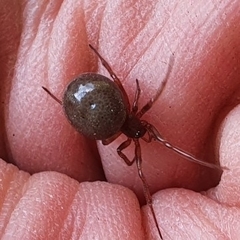Steatoda bipunctata