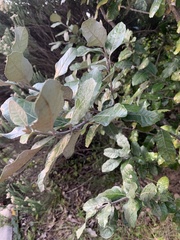 Brachylaena discolor