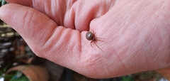 Steatoda bipunctata