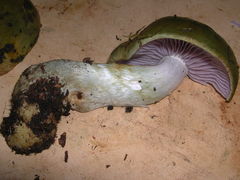 Cortinarius viridipileatus