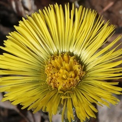 Tussilago farfara