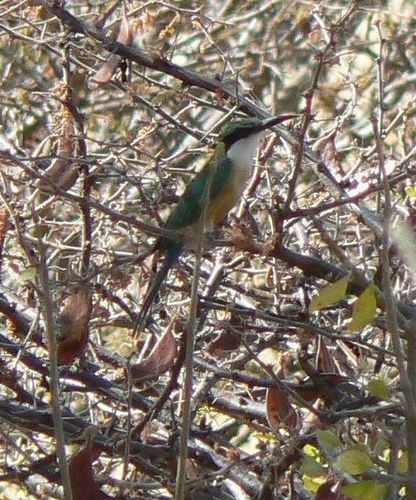Somali Bee-eater