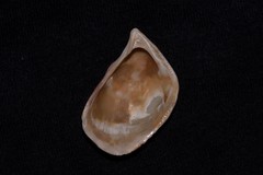 Septifer bilocularis