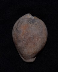 Erronea subviridis
