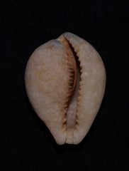 Erronea subviridis