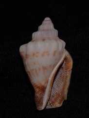 Canarium labiatum