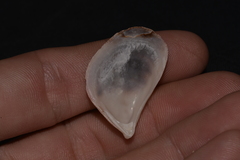Septifer bilocularis