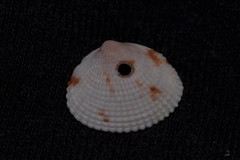 Timoclea subnodulosa