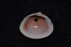 Timoclea subnodulosa