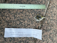 Leiothlypis peregrina