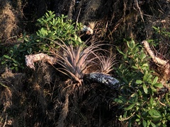 Tillandsia utriculata