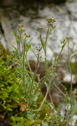 Smiltyninis skamainis nuotrauka