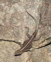 Tropidurus semitaeniatus