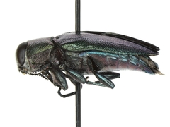 Chrysobothris analis