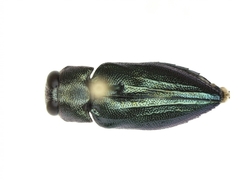 Chrysobothris analis
