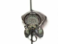 Chrysobothris analis