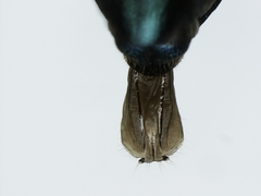 Chrysobothris analis