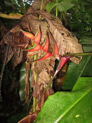 Heliconia orthotricha