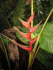 Heliconia orthotricha