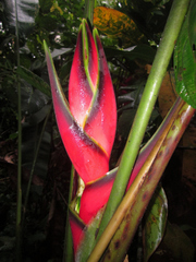 Heliconia orthotricha