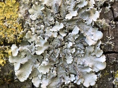 Parmelina pastillifera