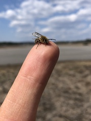 Colletes validus