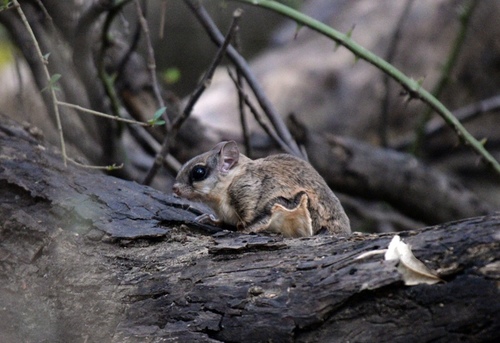 Southern Flying Squirrel, Colleyville, TX 76034, USA, photo 9 of 10