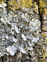 Parmelina pastillifera