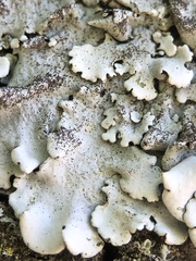 Parmelina pastillifera