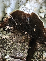 Parmelina pastillifera