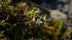 Euphrasia laingii