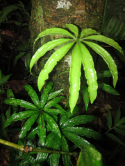Anthurium polyschistum