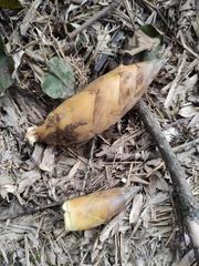 Phyllostachys edulis