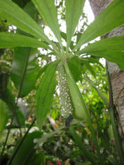 Anthurium polyschistum