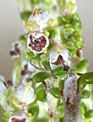 Erica arenaria