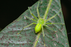 Gnathopalystes taiwanensis