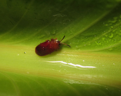 Cephaloleia dilaticollis