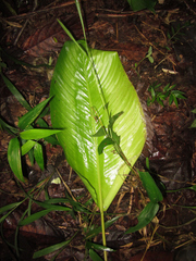 Goeppertia inocephala
