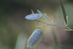 Acacia suaveolens