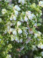 Erica arenaria